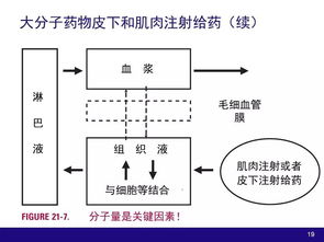 生物技术产品与生物大分子开发中的药动学与药效学考量